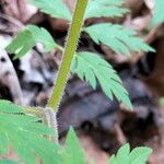 Phacelia bipinnatifida Casca