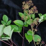 Aralia cachemirica Агульны выгляд