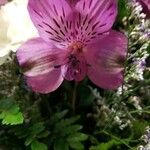 Alstroemeria spp. Flower