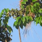 Trattinnickia rhoifolia Fruit