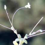 Cerastium scaposum Vekstform