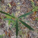 Stylosanthes guianensis Leaf