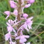 Gymnadenia conopsea Λουλούδι