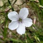 Linum tenuifoliumBlüte