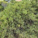 Acacia redolens পাতা