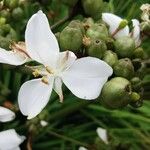 Libertia chilensis Flower