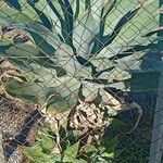 Agave attenuata পাতা