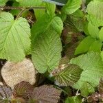 Corylus maxima Blad