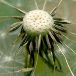 Taraxacum rubicundum Mbuma