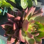 Echeveria agavoides Feuille