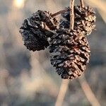 Alnus glutinosa Frukto