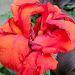 Canna × hybrida Květ