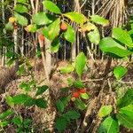 Arbutus × andrachnoides Foglia