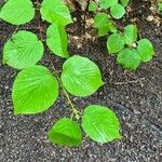 Viburnum lantanoides Leaf