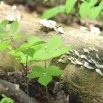 Hydrastis canadensis Leaf