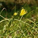 Gagea spathacea ᱮᱴᱟᱜ