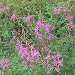 Epilobium angustifolium Цвят