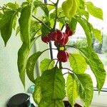 Capsicum chinense Hoja