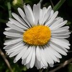 Bellis annuaFlower