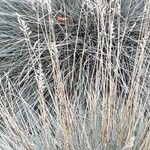 Festuca glauca Leaf