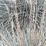 Festuca glauca Blad