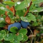 Vaccinium uliginosum Плід