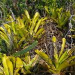 Aechmea blanchetiana Leaf