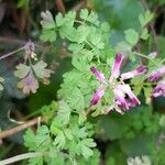 Fumaria muralis Çiçek