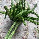 Huernia schneideriana Leaf