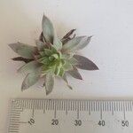 Graptopetalum rusbyi ഇല