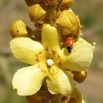 Verbascum longifolium 花