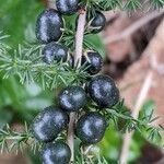 Asparagus acutifolius Fruto