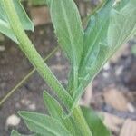 Lepidium draba Bark