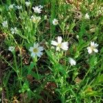 Moehringia ciliata Flower