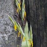 Bromus erectus 花