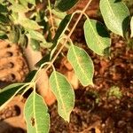 Sclerocarya birrea List
