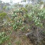 Hubertia tomentosa Habitus