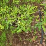 Spiraea cantoniensis Blatt