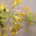 Rorippa pyrenaica 花