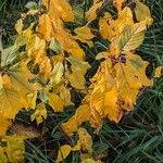 Frangula alnus Natur