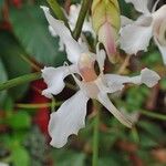 Papilionanthe vandarum Flower