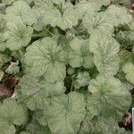 Pelargonium echinatum Hoja