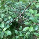 Rhamnus saxatilis Leaf