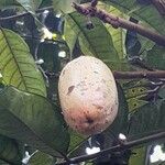 Dacryodes edulis Fruit