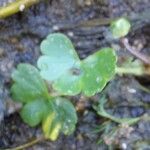 Ranunculus peltatus Leaf