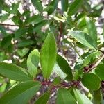 Embelia angustifolia Leaf