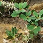 Euphorbia didiereoides Hàbitat