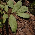 Cremaspora triflora Leaf