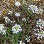 Noccaea montana Flower