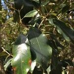 Olea capensis Folha